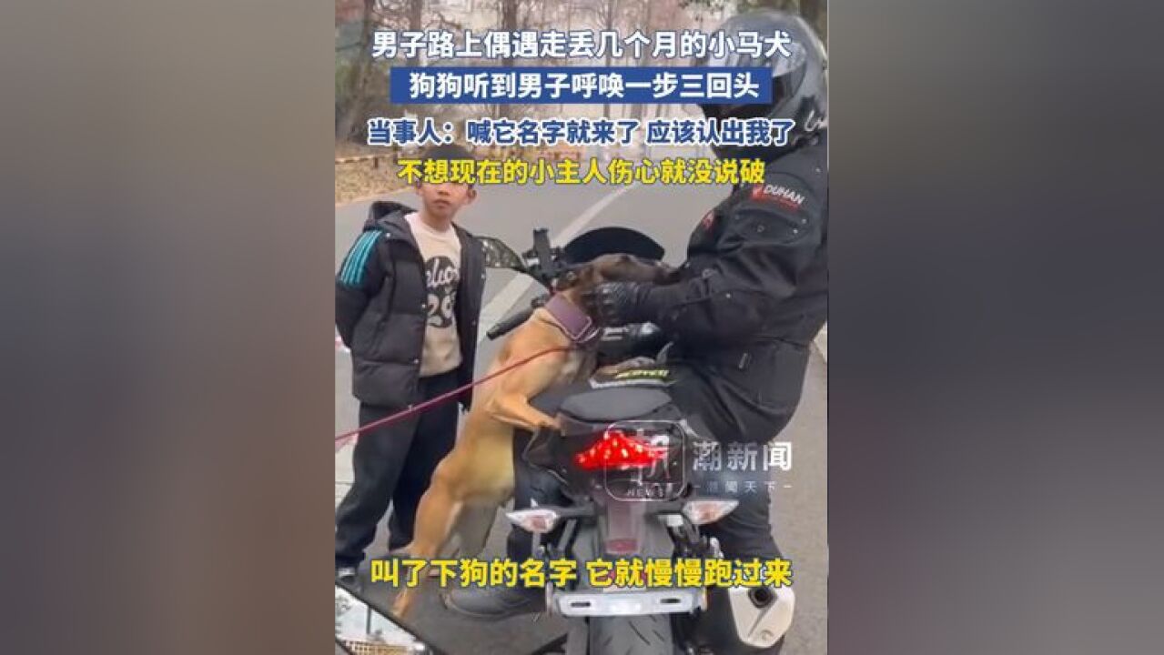 男子路上偶遇走丢几个月的小马犬, 狗狗听到男子呼唤一步三回头 当事人:听到名字就来了 应该认出我了,不想现在的小主人伤心就没说破