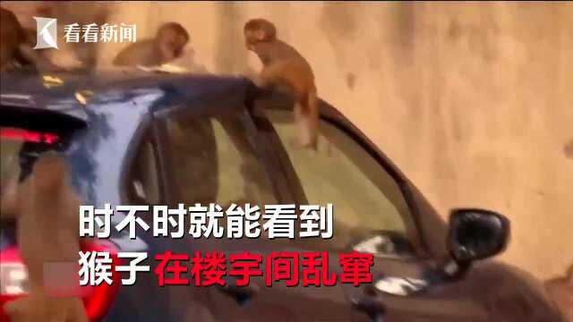 印度新德里猴子称大王 5000只猴子占领大街小巷