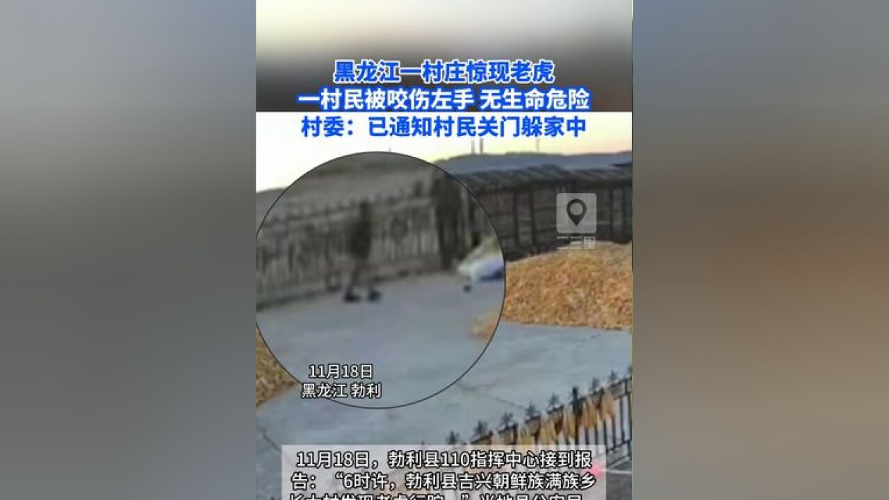 黑龙江一村庄惊现老虎,一村民被咬伤左手,生命体征平稳,无生命危险.村委:已通知村民关门躲家中.