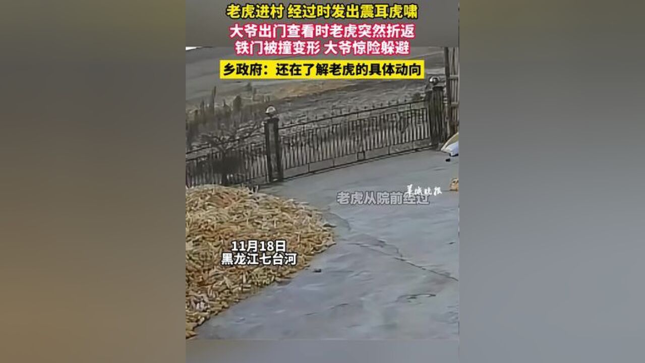 老虎进村 经过时发出震耳虎啸,大爷出门查看时 老虎突然折返,铁门被撞变形 大爷惊险躲避.乡政府:还在了解老虎的具体动向