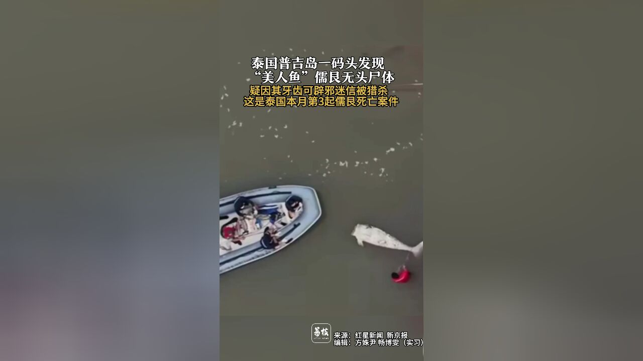 泰国普吉岛一码头发现 “美人鱼”儒艮无头尸体 疑因其牙齿可辟邪迷信被猎杀