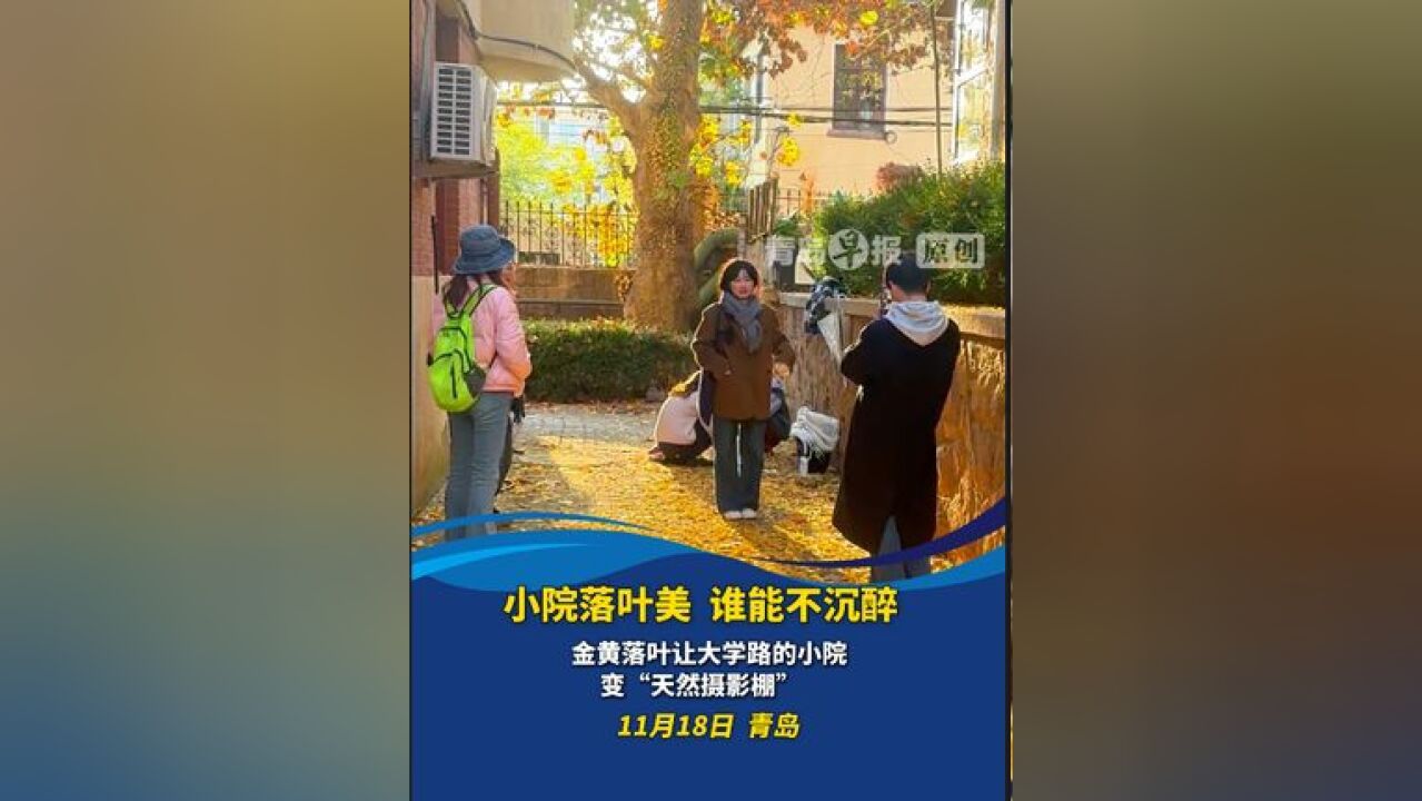 小院落叶美 谁能不沉醉 金黄落叶让大学路的小院变“天然摄影棚” 居民希望留住美好景色久一些.