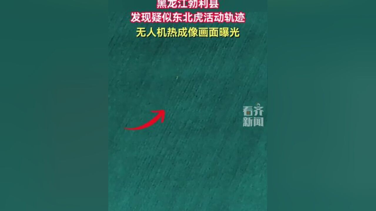 黑龙江勃利县发现疑似东北虎活动轨迹无人机热成像画面曝光