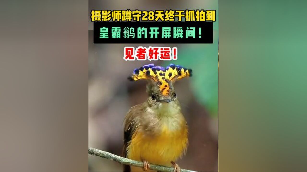 摄影师蹲守28天终于抓拍到皇霸鹟的开屏瞬间!见者好运!