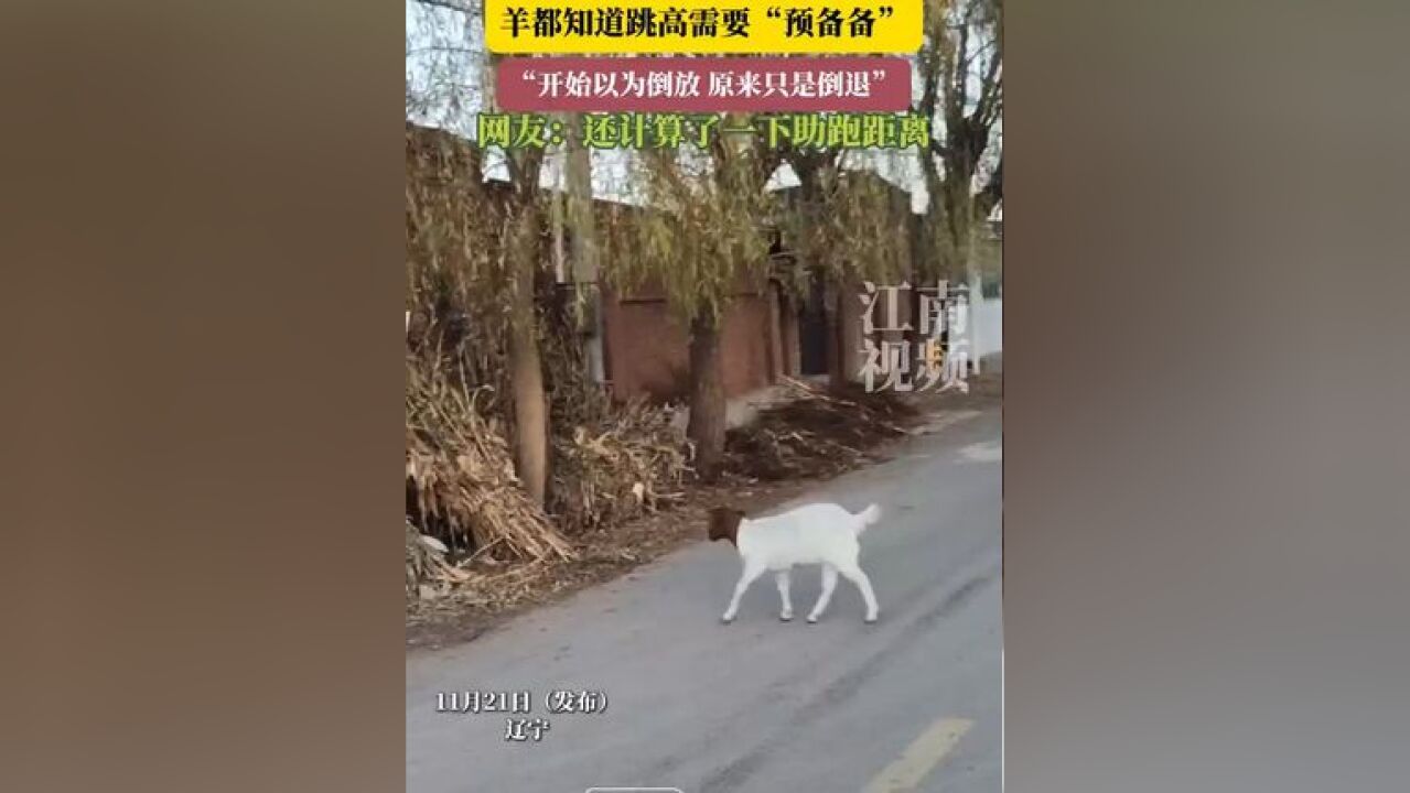 羊都知道跳高需要“预备备”,“开始以为倒放 原来只是倒退”,网友:还计算了一下助跑距离