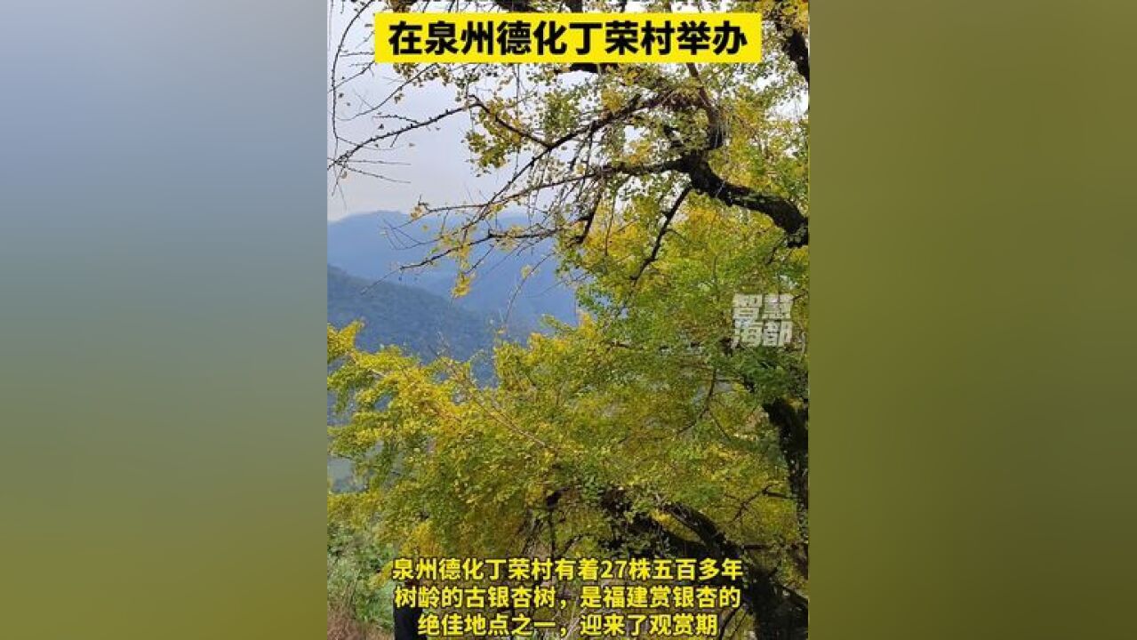 第八届德化杨梅乡银杏文化旅游节在泉州德化丁荣村举办