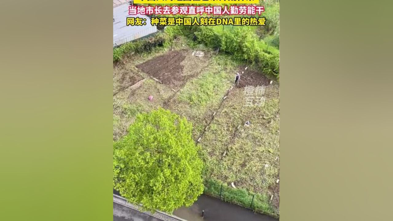 法国荒地被中国大妈开垦成菜园, 当地市长去参观直呼勤劳能干!网友:种菜是中国人刻在DNA里的热爱