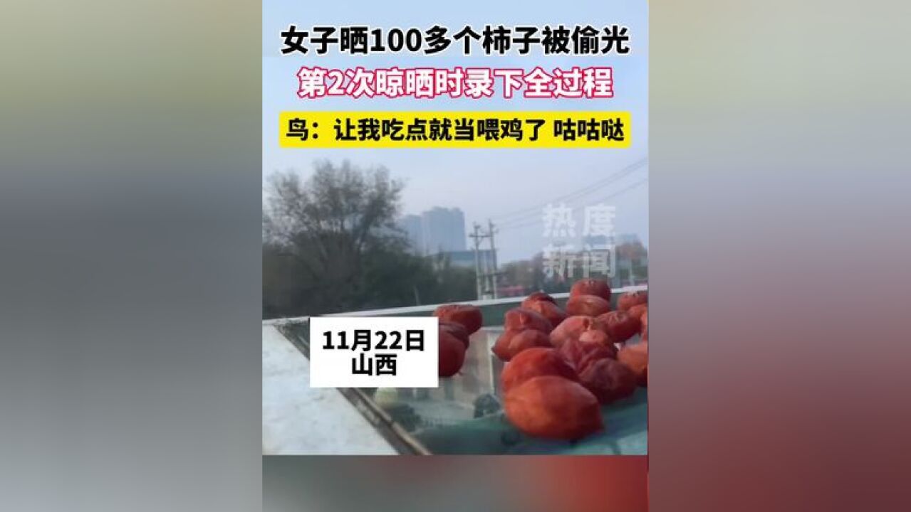 女子晒100多个柿子被偷光 ,第2次晾晒时录下全过程 ,鸟: 让我吃点就当喂鸡了 咕咕哒