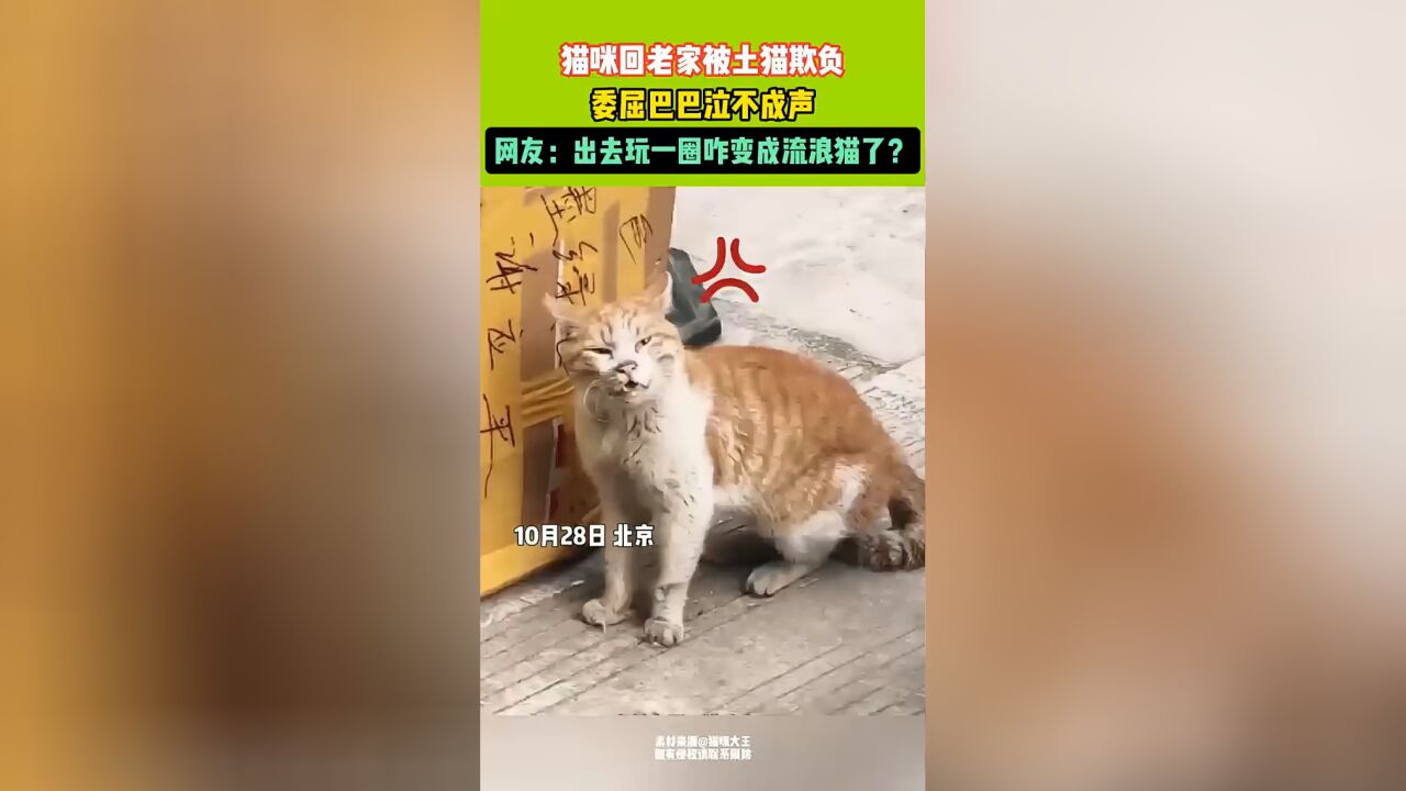 猫咪回老家被土猫欺负,委屈巴巴泣不成声