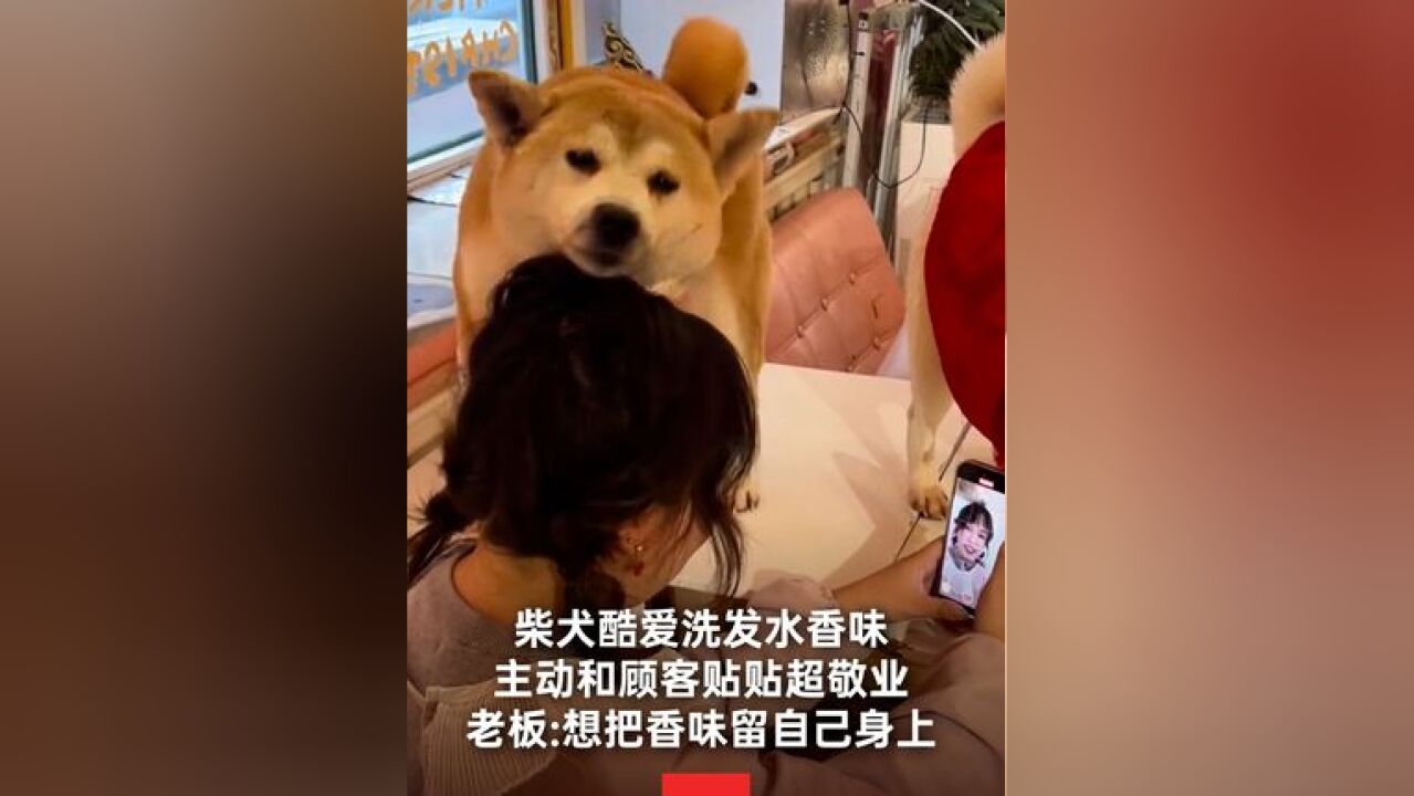 近日,吉林长春.萌宠店柴犬酷爱洗发水的香味,主动揽客和顾客贴贴超敬业.老板表示,它想把香味留自己身上.