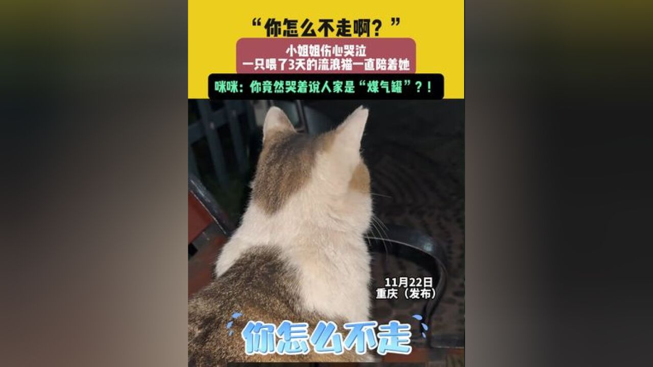 11月22日,重庆“你怎么不走啊?”,小姐姐伤心哭泣,一只喂了3天的流浪猫一直陪着她,咪咪:你竟然哭着说人家是“煤气罐”?!