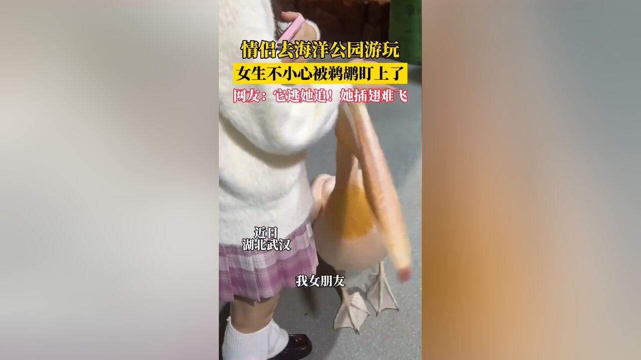 情侣去海洋公园游玩 女生不小心被鹈鹕盯上了