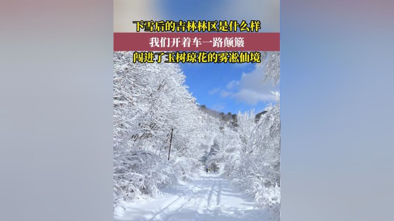 下雪后的吉林林区是什么样?