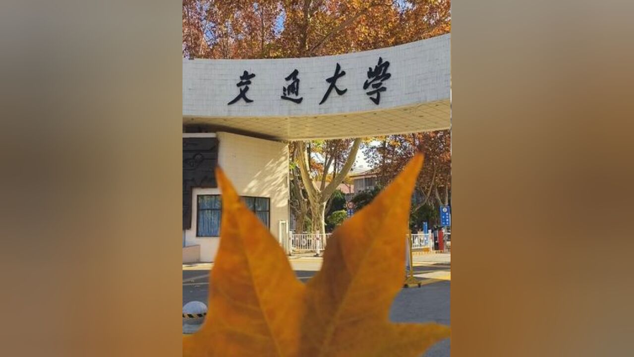 初冬暖阳里,西安交大金色梧桐节即将开幕,这里已变成金色的海洋,提前预约便可参观!