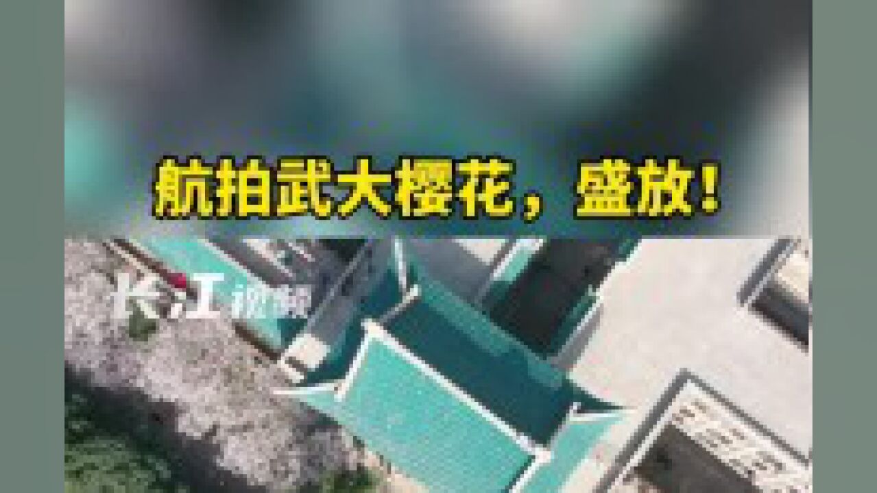 3月15日,武汉大学预约赏樱第一天,高空视角俯瞰,樱花已盛放.所谓春景,最美不过三月珞樱.