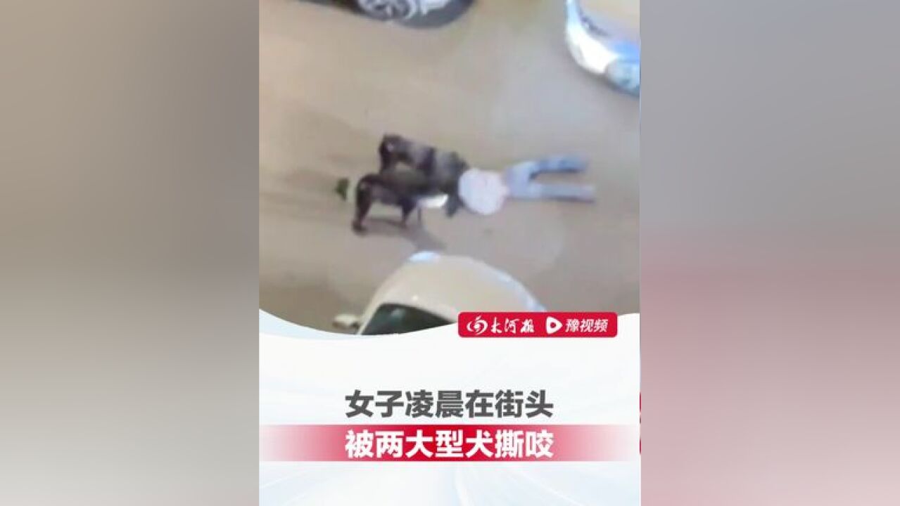 西安一女子凌晨在街头被两大型犬撕咬,路过司机鸣笛驱赶:狗太凶了,没人敢下车