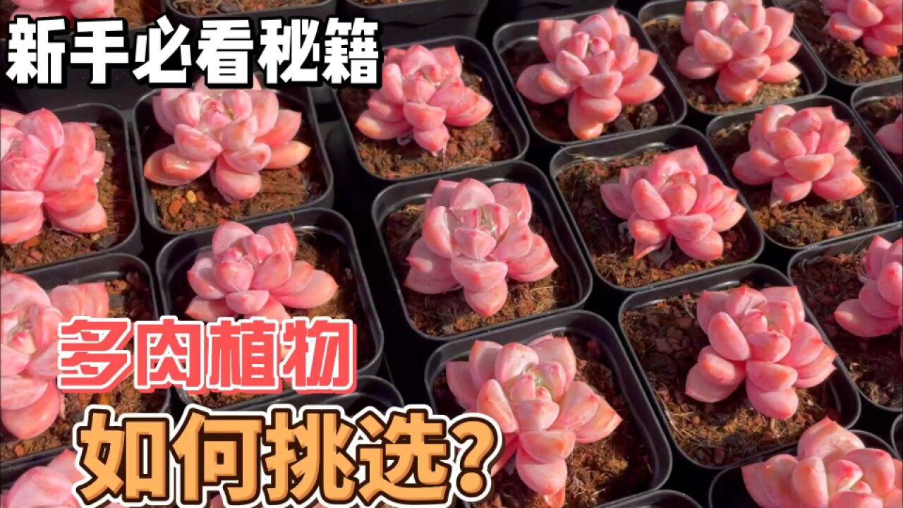 分享基地多肉品种,聊聊种植多肉,听小帅唠唠