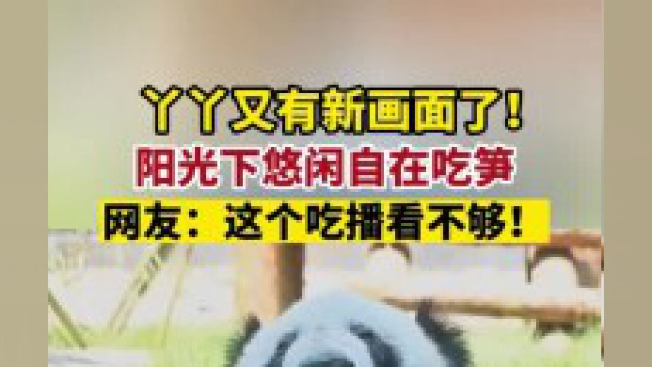 6月14日,丫丫又有新画面了!阳光下悠闲自在吃笋,网友:这个吃播看不够!