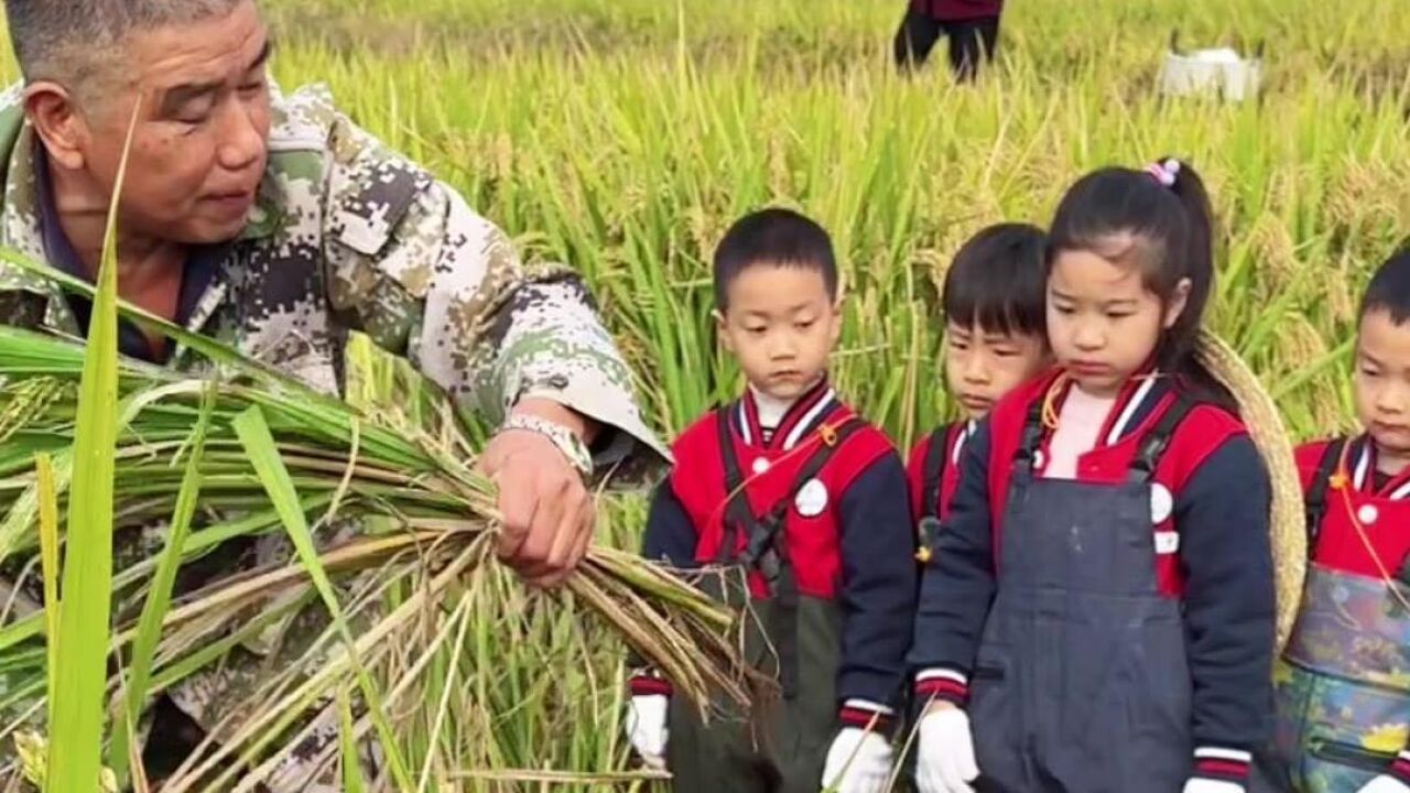 田间地头变课堂,浙江德清下渚湖“小农夫”体验丰收割稻忙