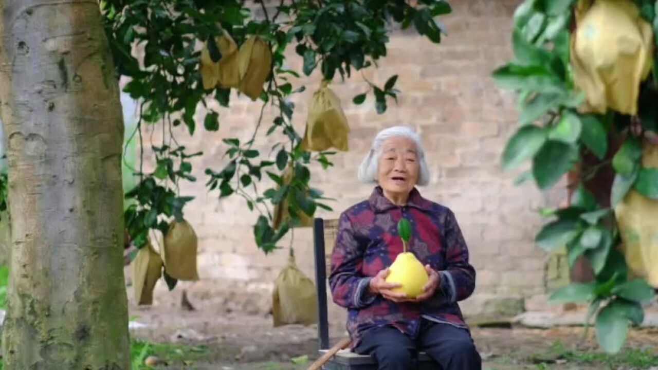 温州对埠自然村98岁奶奶守护树龄90多年的早香柚母树