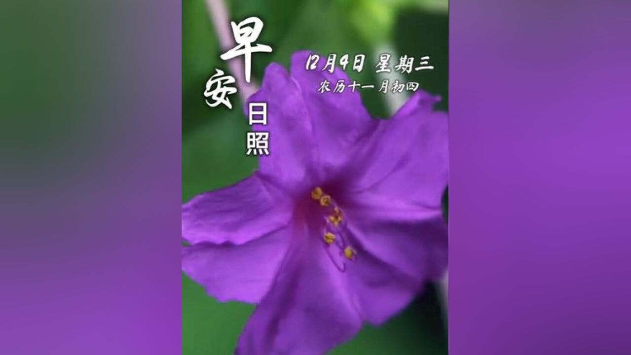 今天是12月4日,星期三,农历十一月初四,早安!晓光初照紫茉莉,粉瓣摇摇映碧空,祈愿今朝君意融,流年顺遂乐无穷