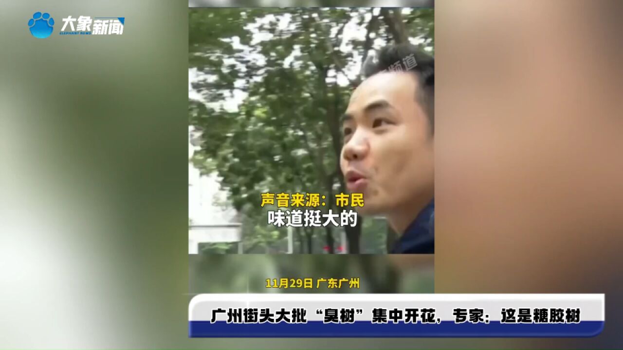 广州街头大批“臭树”集中开花,专家:这是糖胶树,气味具有驱蚊作用