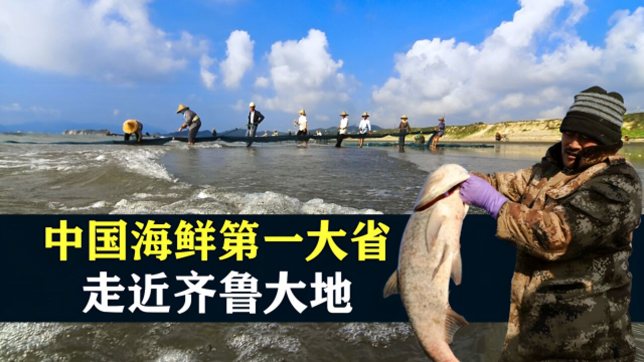 中国海鲜第一大省:走近齐鲁大地 ,享受海鲜盛宴