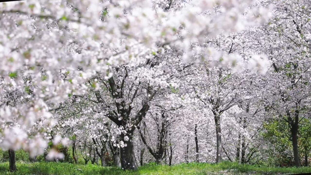 落“樱”缤纷!镇江20万株樱花纯白如雪随风飞舞