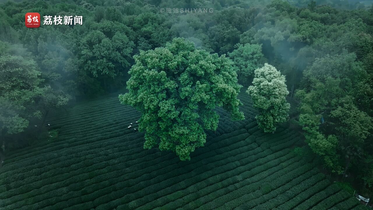 茶香隔着屏幕溢出!杭州茅家埠茶园满目苍翠如入仙境