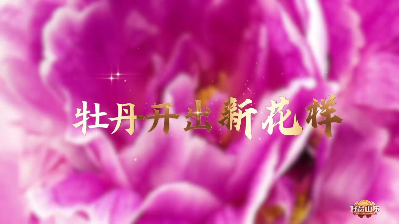 花开盛世大河奔流,菏泽牡丹开出新花样!“花经济”绽放乡村振兴活力