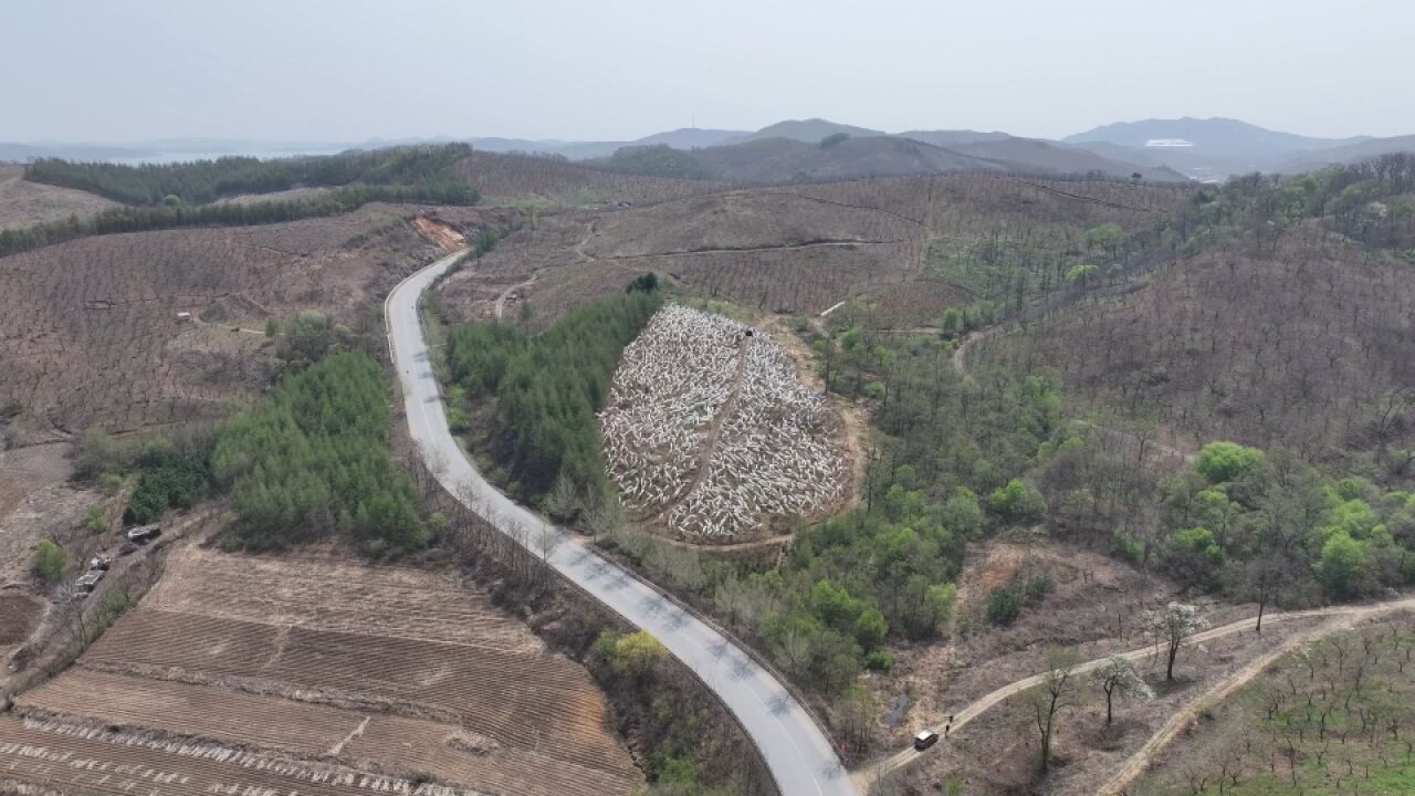 丹东大山凸现银条银元宝?那是东港市蚕农献给四月的“智慧风景”