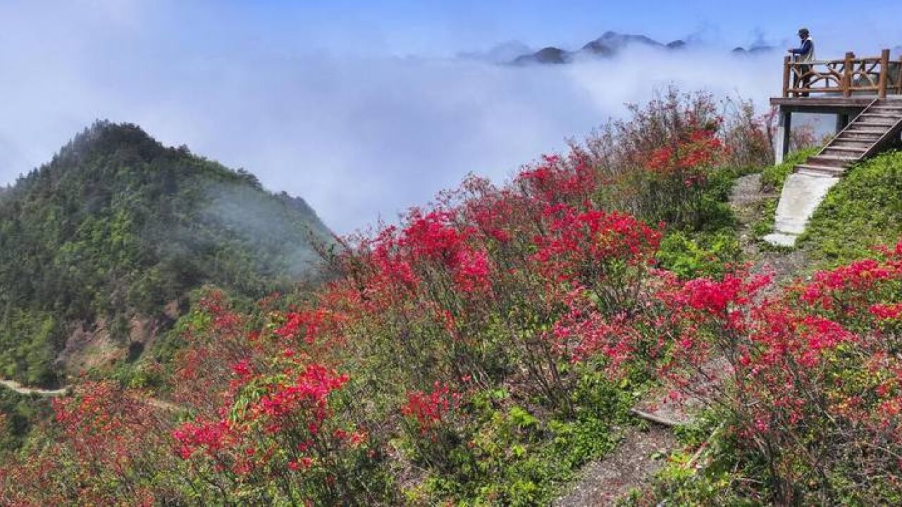 花海遇上云海 浙江淳安这处美景直击心海