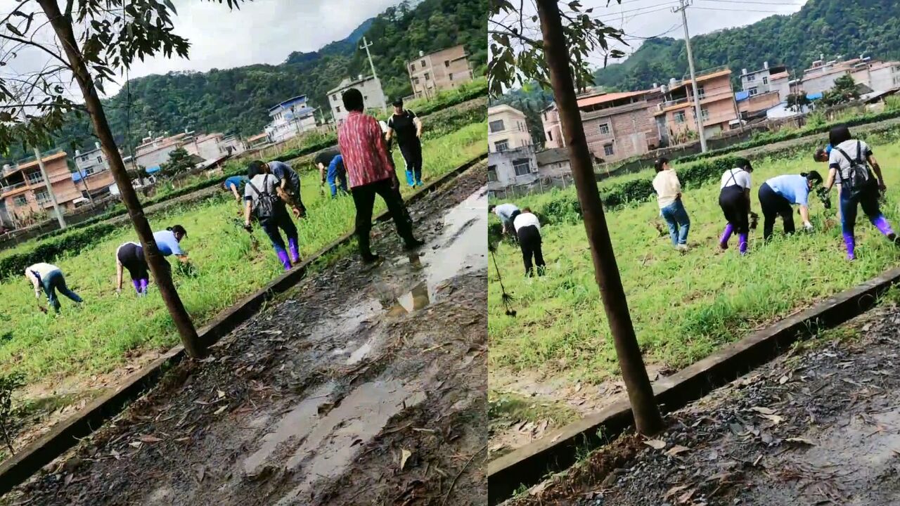 广西一村农户种植茶叶被阻拦?镇政府:不属粮食作物,多次未整改