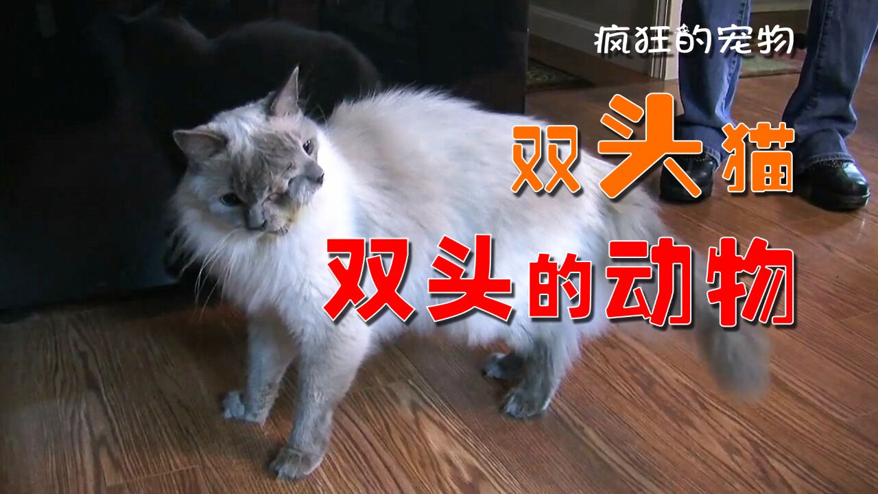 猫咪长了两张脸,罕见的双头生物不仅是动物,甚至还出现在人类之中