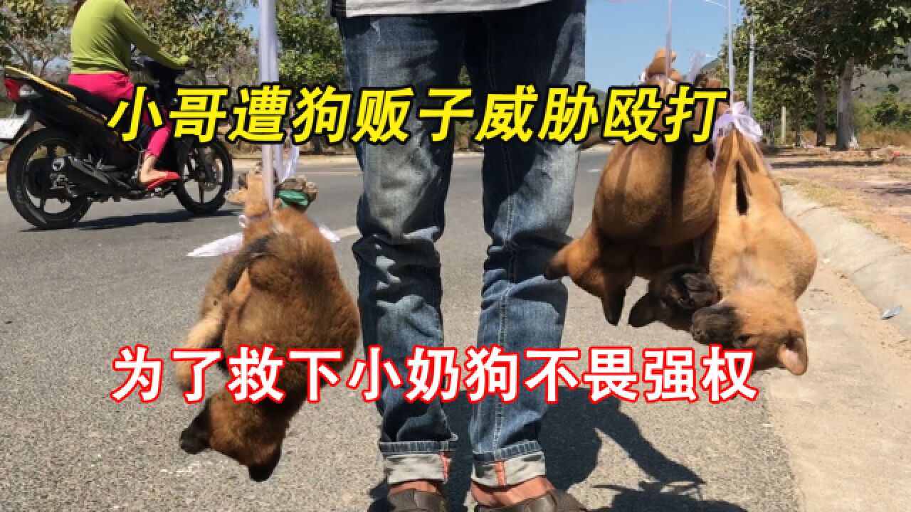 雁妈被困冰面冻逝,雁爸带着孩子守在雁妈尸体