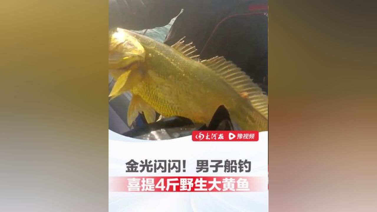 浑身金光闪闪!男子船钓喜提4斤野生大黄鱼:“太稀缺了,最终2万8千元卖出”