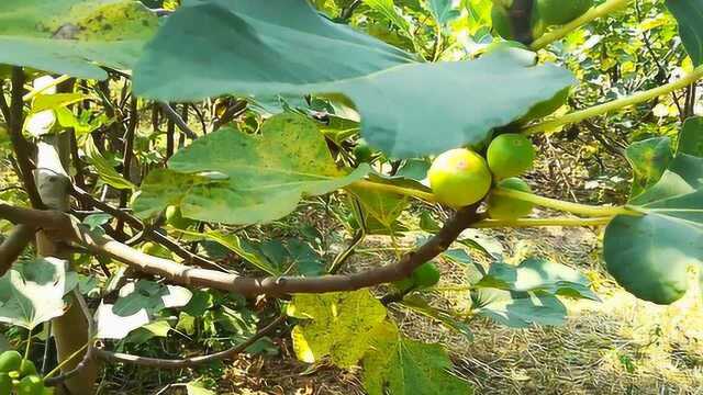 种植金傲芬无花果产量怎么样?想种植的赶紧过来看一看