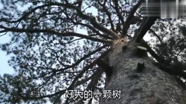 去北京香山公园登山,你知道香山公园禁忌有哪些吗