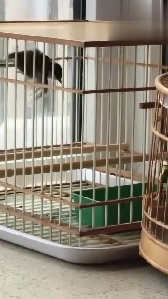 极品铁岭贝子鸟的叫声，清脆美妙，这也太好听了吧