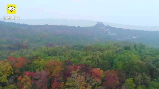 漫山遍野乌桕红 层林尽染