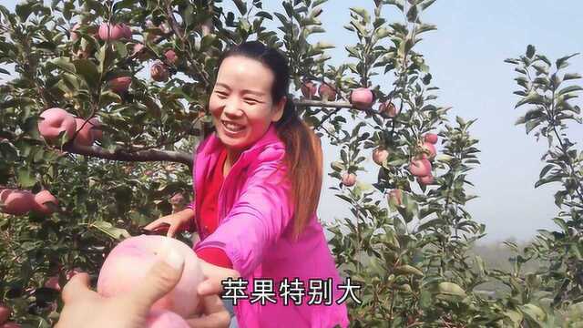 农村姑娘上山摘苹果,满山遍野红彤彤的苹果,姑娘看到乐开了花