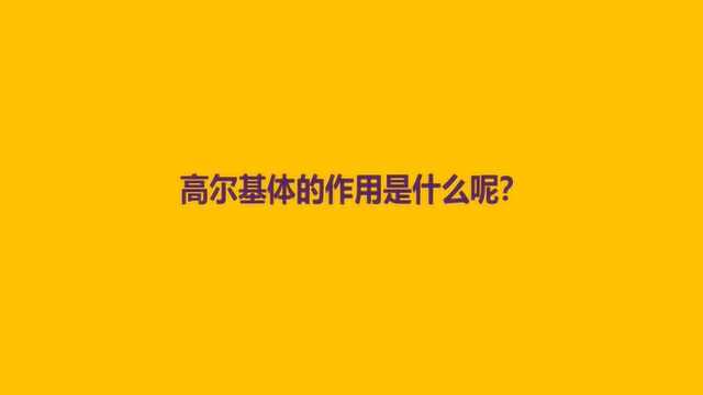 高尔基体的作用是什么呢?