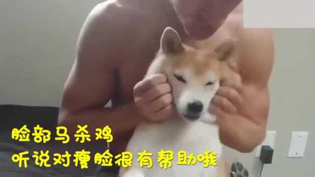 柴犬被肌肉男主强迫做早操 一脸生无可恋 我是谁 我在哪!