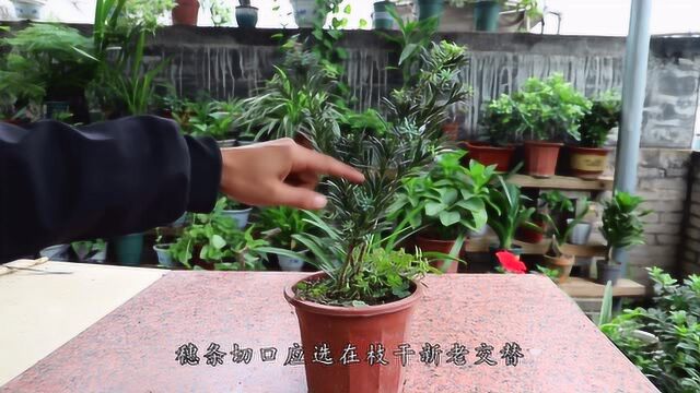 罗汉松繁殖无门,教你繁殖方法,轻松繁殖一大堆