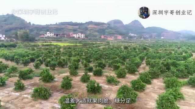 无人机航拍湖南永兴,冰糖橙基地,难以想象湖南的小县城如此发达