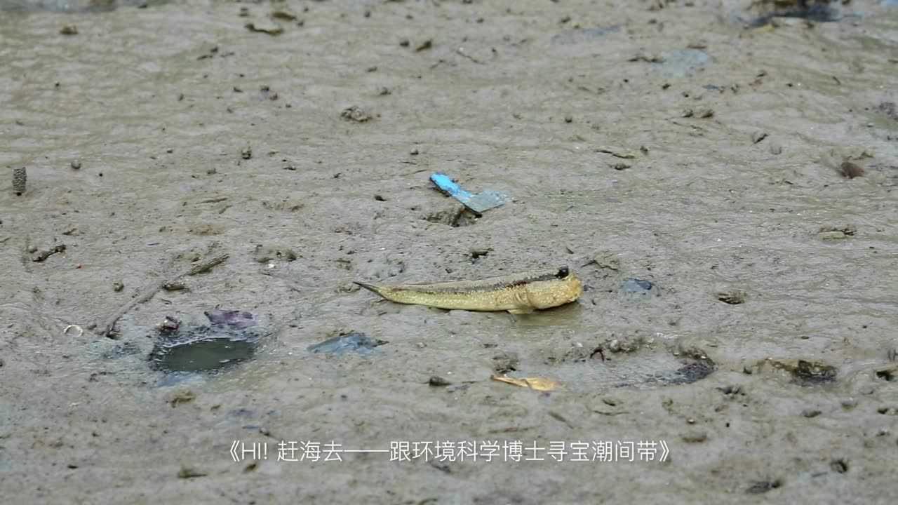 许氏齿弹涂鱼