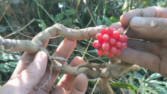 山里有一种可以调理肠胃的植物叫红木香,果实叫五味子,来看看吧