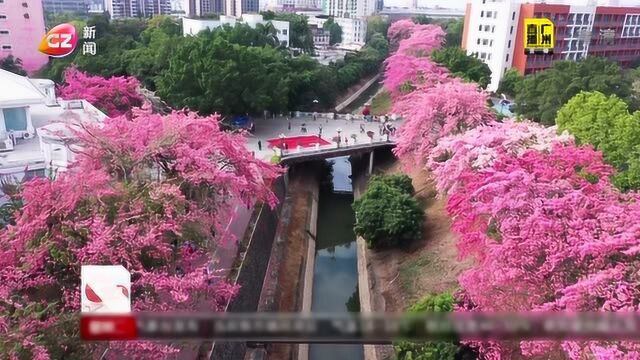 粉红花海 美丽绽放