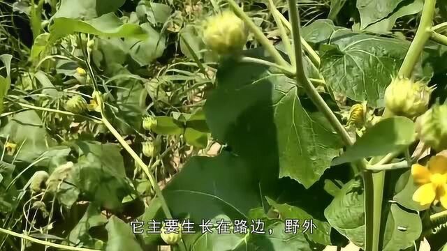 农村一种野草,磨盘草,好吃好看还能药用,在农村很常见,你了解吗?