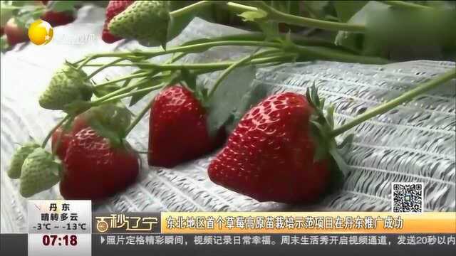 东北地区首个草莓高原苗栽培示范项目在丹东推广成功